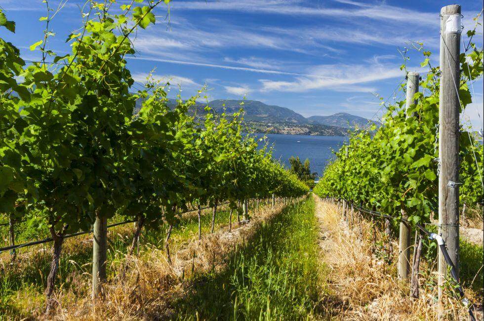 Guide To Kelowna Wineries
