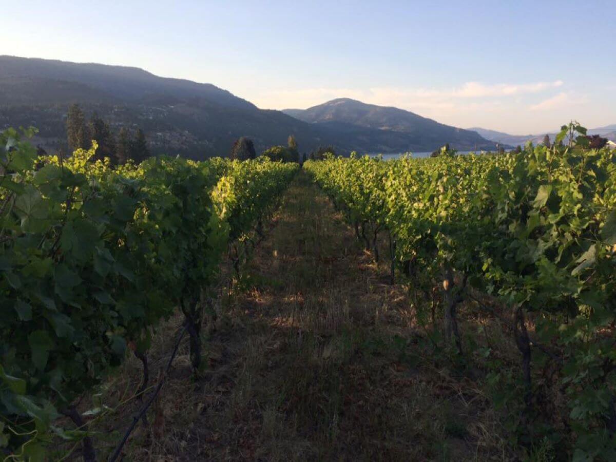 Rollingdale Winery