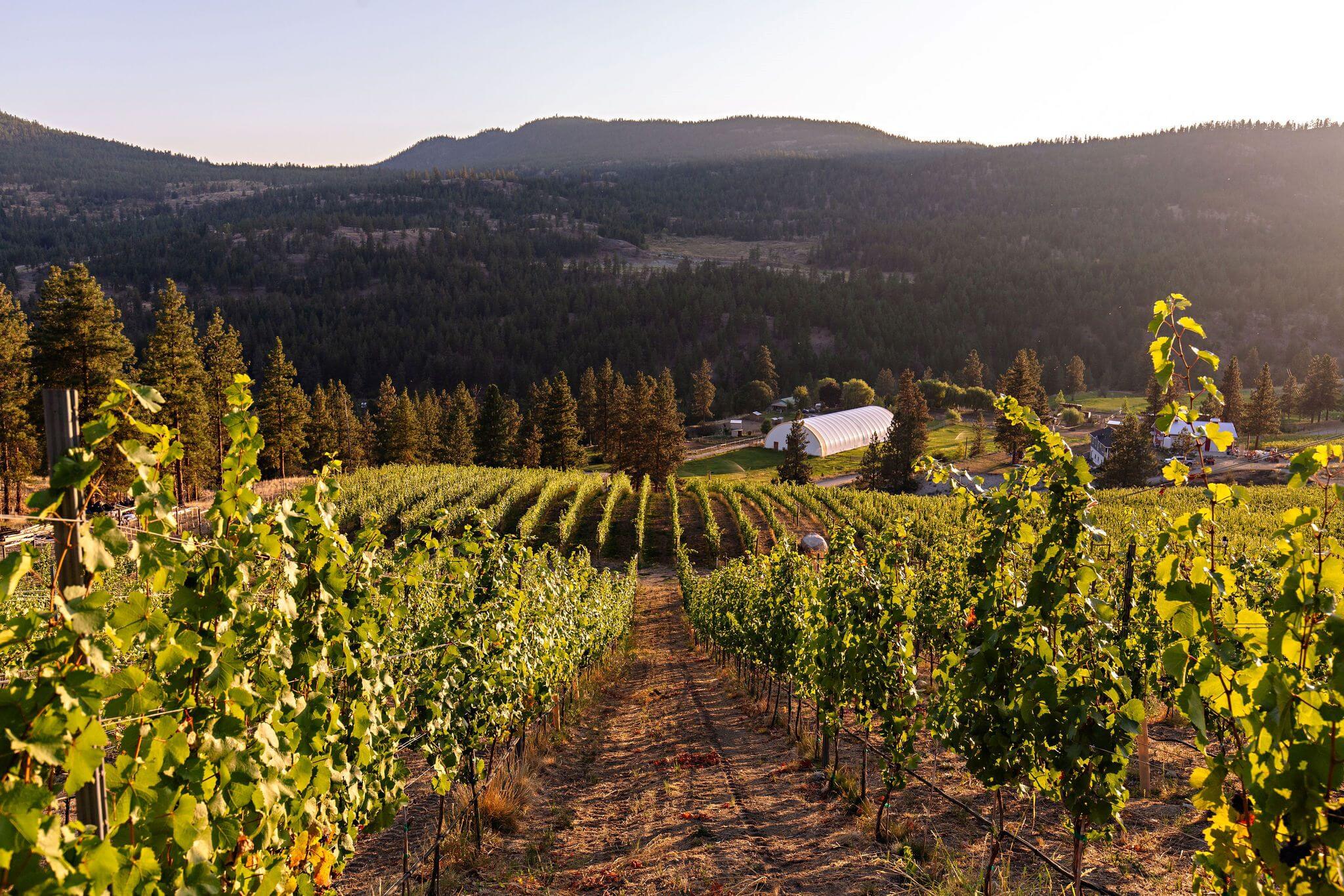 Solvero Wines