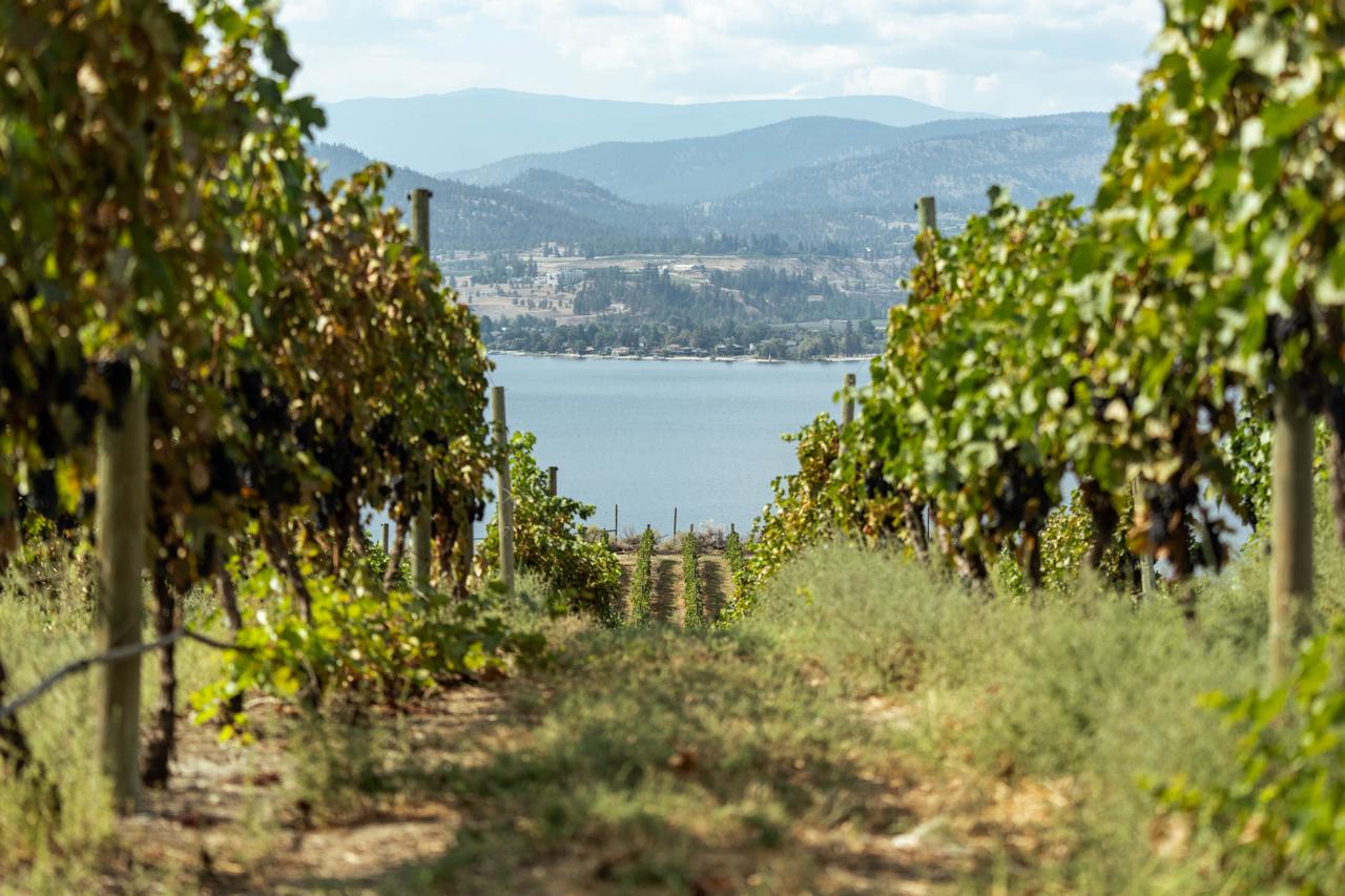 Okanagan vineyard rows at golden hour